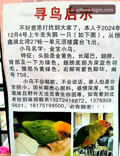 5个技巧助你快速找到小鸟娱乐官网入口，资深用户分享真实经验